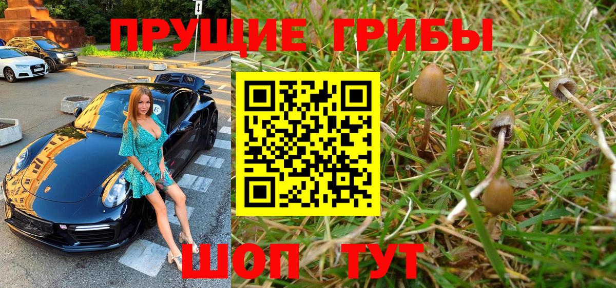 Псилоцибиновые грибы Psilocybine cubensis Королёв